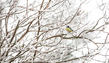 Tit , Parus on the tree branch looking for a birdfood during winter time