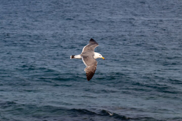 Seagull flying over the sea