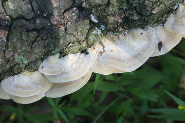 Trametes ochracea, known as ochre bracket fungus, mushrooms from Finland