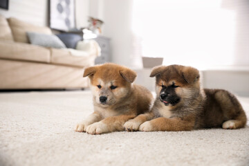 Adorable Akita Inu puppies on carpet indoors