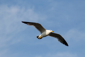 Seagull flying in the sky