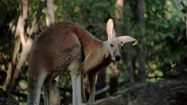 Kangaroos under the light and shadow in the evening before sunset.