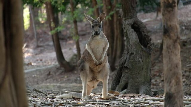 Different actions of the kangaroo during the day.