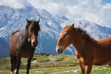 Fototapeta premium Portrait of horses in the mountains