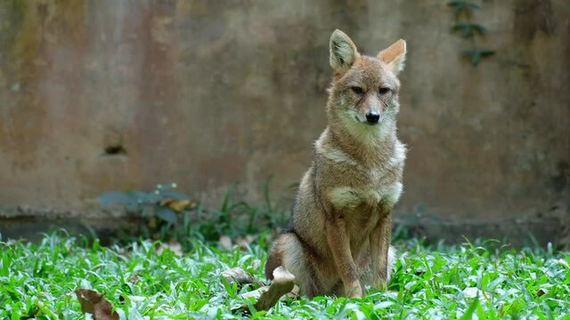 Different actions of the golden jackal during the day. Golden jackal resting on lawn