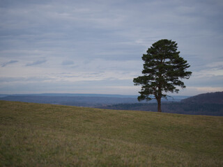 tree on the hill of the swabian alb near castle Burg Hohenzollern, this could be sometimes a lonely place, only heaven, earth and one pine around you