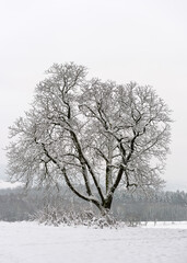 Fototapeta na wymiar Foggy winter scene with single leafless tree on white snow in winter. Frosty nature landscape.