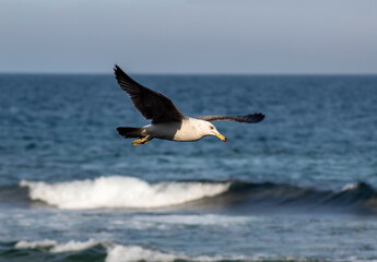 Seagull flying over the sea