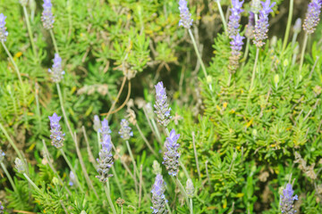 Lavender bushes at sunny day