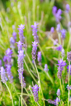 Some small bright lavender flower © Vladimir Liverts