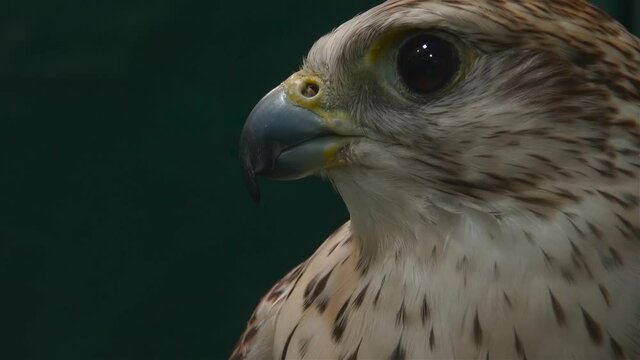 Close up portrait of falcon