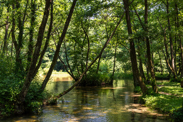 Obraz premium river in the forest