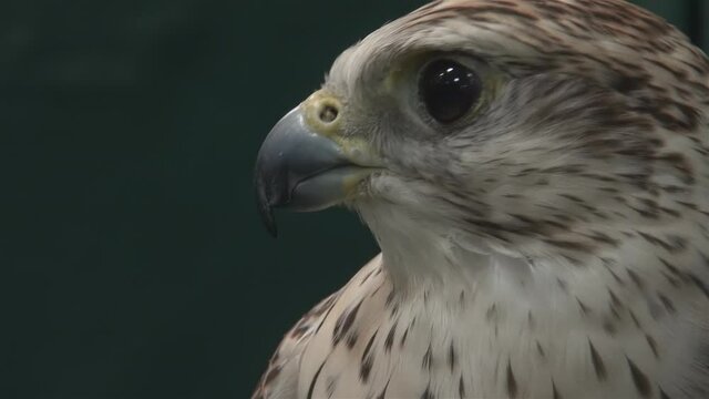Close up portrait of falcon