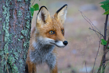 beautiful fox looking from behind a tree karelia forest wild animals