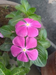 Purple Periwinkle Flower