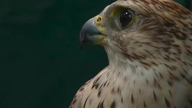 Close up portrait of falcon
