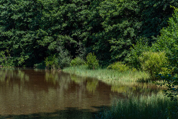 lake in the woods