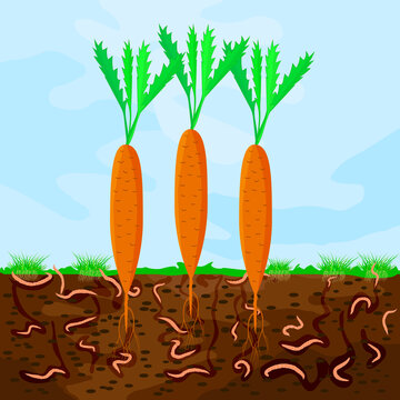 Ground Cutaway With Carrot And Earthworm. Earthworms In Garden Soil. Composting Process With Organic Matter, Microorganisms And Earthworms. Organic Vegetable Concept. Stock Vector Illustration