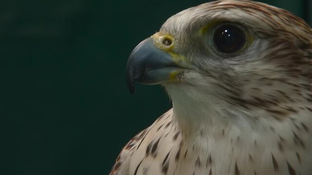 Close up portrait of falcon