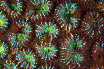 Close up colorful detail of coral polyps