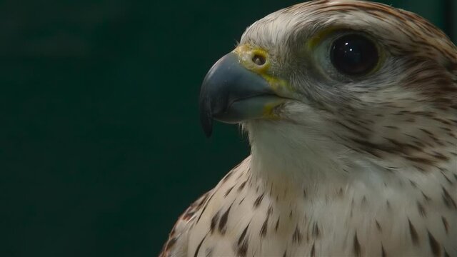 Close up portrait of falcon