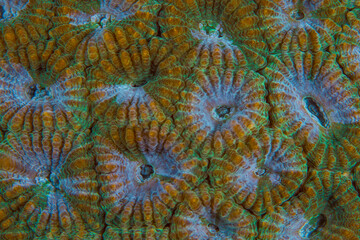 Close up colorful detail of coral polyps