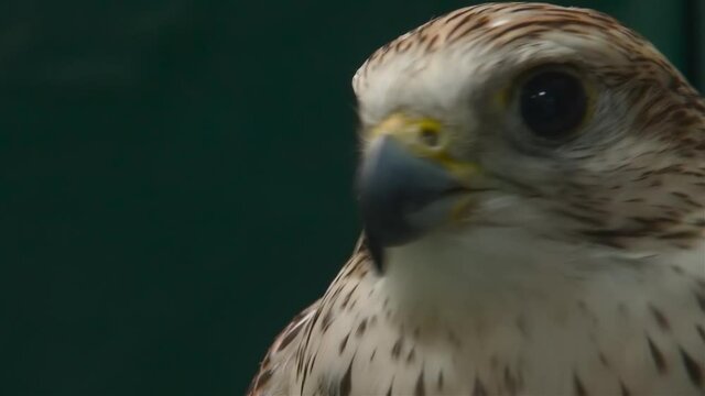 Close up portrait of falcon
