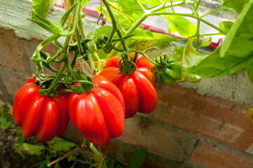 delicious and red tomatoes natural