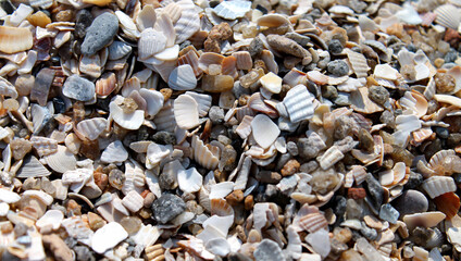 A lot of shells and stones on sand beach background close-up