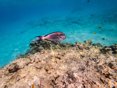 Underwater view on sohal surgeonfish at coral reef Red Sea