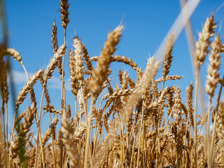 Wheat field against a blue sky with sun. Golden Ears wheat. Head full grains close up. Concept of the rich harvest. Bright ripe cereal cultivated agricultural field. Selective focus.