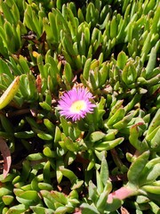 Sukkulenten, Kalifornien, USA