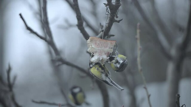 Tits eat a piece of lard hung from a tree.