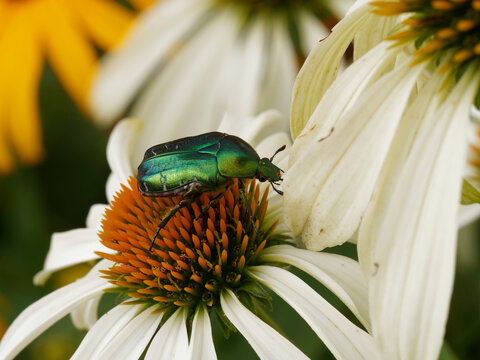 (Cetonia aurata) C&eacute;toine dor&eacute;e ou hanneton des roses de couleur vert m&eacute;tallis&eacute; avec des reflets se nourrissant sur une fleur rudbeckia