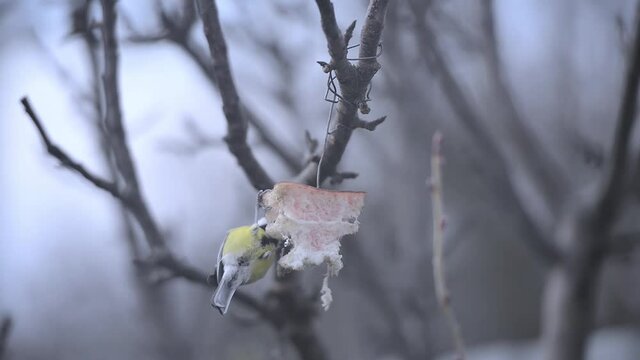 Tits eat a piece of lard hung from a tree.