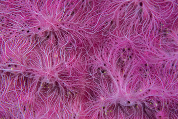Close up colorful detail of coral polyps