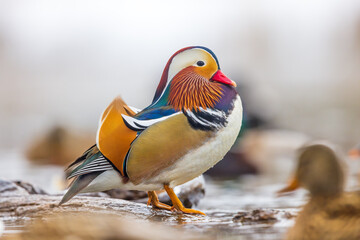 Very colorful and beautiful male mandarin duck  