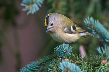 Wintergoldhähnchen (Regulus regulus)