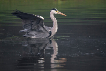 Graureiher (Ardea cinerea)
