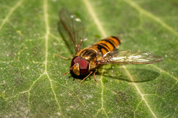 Small predator wasp on green leaf in nature forest