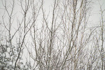 Fototapeta na wymiar Texture of white snowy tree branches in winter