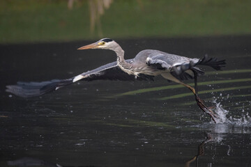 Graureiher (Ardea cinerea)