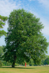 Red emergency telephone under a big tree in the park.
