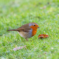 European Robin Feeding foraging for Food on Grass