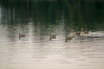 Stadko kaczek płynących po jeziorze