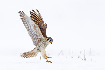 Female American Kestrel landing on white snow and wings up 