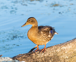 Female mallard duck with reflection in clean water