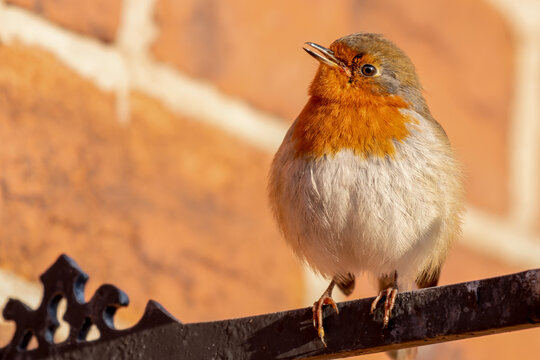 European Robin Perched On A Metal Hanging Basket Bracket