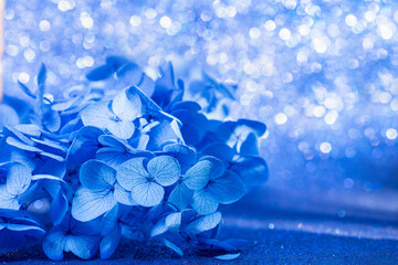 beautiful blue hydrangea flower from the side of the frame on a blue shiny background, close-up