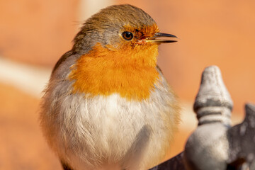 European Robin Perched on a Metal Hanging Basket Bracket